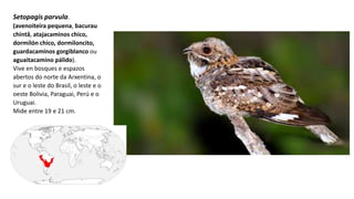 Setopagis parvula.
(avenoiteira pequena, bacurau
chintâ, atajacaminos chico,
dormilón chico, dormiloncito,
guardacaminos gorgiblanco ou
aguaitacamino pálido).
Vive en bosques e espazos
abertos do norte da Arxentina, o
sur e o leste do Brasil, o leste e o
oeste Bolivia, Paraguai, Perú e o
Uruguai.
Mide entre 19 e 21 cm.
 