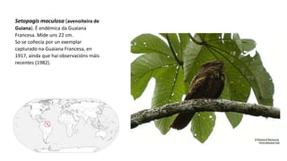 Setopagis maculosa (avenoiteira de
Guiana). É endémica da Guaiana
Francesa. Mide uns 22 cm.
So se coñecía por un exemplar
capturado na Guaiana Francesa, en
1917, aínda que hai observacións máis
recentes (1982).​
 