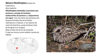 Xénero Eleothreptus propias de
Sudamérica.
dúas especies:
Eleothreptus anomalus (avenoiteira dos
pantanos, curiango do banhado,
atallacamiños de pantano ou atajacaminos
ala negra). Vive nas beiras dos pantanos dos
bosques húmidos das terras baixas
subtropicais e tropicais, e nas sabanas do
norte de Arxentina, sueste do Brasil, leste
do Paraguai e en Uruguai.
Mide arredor de 20 cm de lonxitude.
É cada vez menos común debido á perda do
hábitat.
 