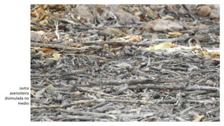 outra
avenoiteira
disimulada no
medio
 