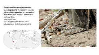 Systellura decussata (avenoiteira
ñañarca pequena, chotacabras ñañarca
chico, gallina ciega chica ou chotacabras
de Tschudi). Vive no oeste do Perú e no
norte de Chile.
Mide uns 20 cm.
Ata o 2010 era considerado unha
subespecie de Systellura longirostris.
 