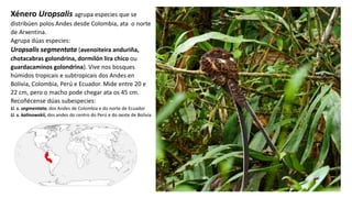 Xénero Uropsalis agrupa especies que se
distribúen polos Andes desde Colombia, ata o norte
de Arxentina.
​Agrupa dúas especies:
Uropsalis segmentata (avenoiteira anduriña,
chotacabras golondrina, dormilón lira chico ou
guardacaminos golondrina). Vive nos bosques
húmidos tropicais e subtropicais dos Andes en
Bolivia, Colombia, Perú e Ecuador. Mide entre 20 e
22 cm, pero o macho pode chegar ata os 45 cm.
Recoñécense dúas subespecies:
U. s. segmentata, dos Andes de Colombia e do norte de Ecuador
U. s. kalinowskii, dos andes do centro do Perú e do oeste de Bolivia
 
