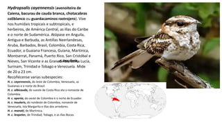 Hydropsalis cayennensis (avenoiteira de
Caiena, bacurau de cauda branca, chotacabras
coliblanco ou guardacaminos rastrojero). Vive
nos humidais tropicais e subtropicais, e
herbeiros, de América Central, as illas do Caribe
e o norte de Sudamérica. Atópase en Anguila,
Antigua e Barbuda, as Antillas Neerlandesas,
Aruba, Barbados, Brasil, Colombia, Costa Rica,
Ecuador, a Guaiana Francesa, Guiana, Martinica,
Montserrat, Panamá, Puerto Rico, San Cristóbal e
Nieves, San Vicente e as Granadinas, Santa Lucía,
Surinam, Trinidad e Tobago e Venezuela. Mide
de 20 a 23 cm.
Recoñécense varias subespecies:
H. c. cayennensis, do leste de Colombia, Venezuela, as
Guaianas e o norte do Brasil.
H. c. albicauda, do sueste de Costa Rica ata o noroeste de
Colombia.
H. c. aperta, do oeste de Colombia e o norte de Ecuador.
H. c. insularis, do nordeste de Colombia, noroeste de
Venezuela, Isla Margarita e illas dos arredores.
H. c. manati, de Martinica.
H. c. leopetes, de Trinidad, Tobago, e as illas Bocas.
. c. insularis,
 