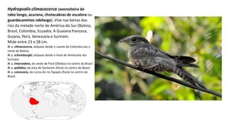 Hydropsalis climacocerca (avenoiteira de
rabo longo, acurana, chotacabras de escalera ou
guardacaminos rabilargo). Vive nas beiras dos
ríos da metade norte de América do Sur (Bolivia,
Brasil, Colombia, Ecuador, A Guaiana francesa,
Guiana, Perú, Venezuela e Surinam.
Mide entre 23 e 28 cm.
H. c. climacocerca, atópase desde o sueste de Colombia ata o
norte de Bolivia.
H. c. schomburgki, atópase desde o leste de Venezuela ata
Surinam.
H. c. intercedens, do oeste de Pará (Obidos) no centro do Brasil.
H. c. pallidior, da área de Santarem (Pará) no centro do Brasil.
H. c. canescens, da cunca do río Tapajós (Pará) no centro do
Brasil.
 