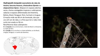 Hydropsalis torquata (avenoiteira de rabo de
tesoira, bacurau tesoura, chotacabras tijereta ou
atajacaminos tijera​). Atópase en espazos abertos
secos, chairas asolagables tropicais e subtropicais,
sabanas e espazos deforestados de Arxentina,
Bolivia, Brasil, Paraguai, Perú, Surinam e Uruguai.​
O macho mide ata 40 cm de lonxitude, dos que
uns 2/3 son de rabo, e a fmia que ten o rabo máis
curto non acada os 30 cm.
Recoñécense dúas subespecies:
H. t. torquata, do sur de Surinam, o leste de Brasil e a Amazonía,
e o leste do Perú.
H. t. furcifer, do sur do Perú e o leste de Bolivia, sur do Brasil,
Uruguai, Paraguai, e o centro de Arxentina
 