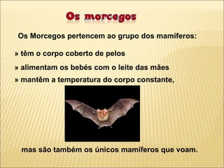 Os Morcegos pertencem ao grupo dos mamíferos:

» têm o corpo coberto de pelos
» alimentam os bebés com o leite das mães
» mantêm a temperatura do corpo constante,




 mas são também os únicos mamíferos que voam.
 