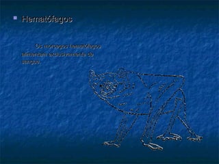    Hematófagos


         Os morcegos hematófagos
    alimentam exclusivamente de
    sangue.
 