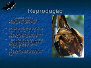 Reprodução
        Basicamente os
    morcegos possuem quatro
    padrões de reprodução:

   Morcegos que se reproduzem
    apenas uma vez por ano;
    Morcegos que se reproduzem
    mais de uma vez por ano;
    Morcegos que se reproduzem
    por um longo período do ano,
    com um curto período de
    inatividade sexual;
    Morcegos que se reproduzem
    continuamente durante todo
    ano.
 