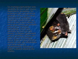 Os morcegos apresentam uma
gestação de dois a sete meses,
dependendo da espécie. Os
insetívoros têm um período de
gestação de dois a três meses,
enquanto que os fitófagos
(frugívoros e polinívoros), em
torno de três a cinco meses. O
mais longo período de gestação
pertence aos morcegos
hematófagos, tendo uma
gestação em torno de sete
meses. Os filhotes (geralmente
um por gestação) nascem sem
pêlos ou com uma pelagem
tênue. Estes em seus primeiros
meses de vida, são alimentados
com leite materno e,
gradativamente, começam a
ingerir o mesmo alimento dos
adultos.
 