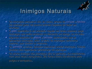 Inimigos Naturais
   Os morcegos pequenos são, às vezes, presas de corujas e falcões.
    De maneira geral, há poucos animais capazes de caçar um
    morcego.
   O gato doméstico é um predador regular em áreas urbanas: pega
    morcegos que estão entrando ou deixando um abrigo, ou no chão.
   Algumas espécies de sapos e lacraias cavernícolas que se
    alimentam morcegos, além, é claro, de morcegos carnívoros
    maiores, que comem os menores.
   Os gambás e cuícas, também costumam predar morcegos. Cobras
    também são importantes predadores de morcegos.
   Os piores inimigos dos morcegos são os parasitas. As membranas,
    com seus vasos sanguíneos, são fontes ideais de alimento para
                      .
    pulgas e carrapatos
 