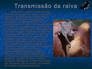 Transmissão da raiva
      Ainda que o perigo de transmissão
de raiva se resuma aos locais onde essa
doença é endêmica, dos poucos casos
relatados anualmente em algumas
localidades, a maioria é causada por
mordidas de morcegos. Porém, na maioria
dos lugares, especialmente nas cidades,
os principais transmissores da raiva ainda
são cães e gatos. Embora a maioria dos
morcegos não tenha raiva, os que têm
podem ficar pesados, desorientados,
incapazes de voar, o que torna mais
provável que entrem em contato com
seres humanos. Outras mudanças no
comportamento do morcego contaminado
são atividade alimentar diurna,
hiperexcitabilidade, agressividade,
tremores, falta de coordenação dos
movimentos, contrações musculares e
paralisia, seguida de óbito. O maior
problema relacionado à raiva transmitida
por morcegos são as mortes de animais
de criação, principalmente bois.
 