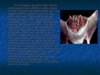 Os morcegos vampiros têm dentes
muito pequenos e afiados, então podem
morder uma pessoa adormecida sem que
sejam sentidos. Além disso, eles são
muito pequenos (cerca de 30 g), seu
ataque é muito sutil e sua mordida é
superficial, por isso é difícil que acordem
a presa. Morcegos vampiros tem ainda
um sétimo sentido, a termopercepção,
que funciona através de mecanismos
fisiológicos finamente ajustados e os
auxilia a descobrir os vasos sanguíneos
mais superficiais, propiciando assim uma
mordida mais rasa e, portanto, menos
dolorida. Morcegos vampiros não têm
anestésico na saliva, ao contrário do que
algumas pessoas acreditam. Porém, eles
têm um forte anticoagulante na saliva, que
retarda a cicatrização da ferida,
permitindo que se alimentem por mais
tempo; essa substância tem sido
estudada para a elaboração de remédios
para a circulação.
 