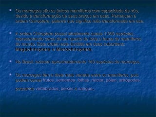    Os morcegos são os únicos mamíferos com capacidade de vôo,
    devido à transformação de seus braços em asas. Pertencem à
    ordem Chiroptera, palavra que significa mão transformada em asa.

   A ordem Chiroptera possui atualmente quase 1.000 espécies,
    representando cerca de um quarto de toda a fauna de mam íferos
    do mundo. Esta ordem esta dividida em duas subordens:
    Megachiroptera e Microchiroptera.

   No Brasil, existem aproximadamente 140 espécies de morcegos.

   Os morcegos têm a dieta mais variada entre os mamíferos, pois
    podem comer frutos, sementes, folhas, néctar, pólen, artrópodes,
    pequenos vertebrados, peixes e sangue  .
 