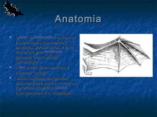 Anatomia
   O osso do metacarpo e o segundo
    e quinto dedos dos membros
    anteriores são alongados, e entre
    eles existe uma membrana,
    chamada "feiosa brósiliti
    quiropatágio".
   A asa inteira de um morcego é
    chamada "patágio".
    Muitas espécies têm também
    uma membrana entre os membros
    posteriores incluindo a cauda.
    Esta membrana é o "uropatágio".
 