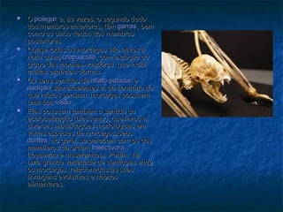    O polegar e, às vezes, o segundo dedo
    dos membros anteriores, têm garras, bem
    como os cinco dedos dos membros
    posteriores.
   Quase todos os morcegos são ativos à
    noite ou ao crepúsculo, com exceção do
    grupo das raposas-voadoras, que inclui
    muitas espécies diurnas.
   Os seus sentidos de olfato paladar e
    audição são excelentes e, ao contrário do
    que muitos pensam, morcegos possuem
    uma boa visão.
   Eles possuem também o sentido da
    ecolocalização (biossonar), que levou a
    diversas modificações morfológicas em
    várias espécies de morcegos.Seus
    dentes, no geral, se parecem com os dos
    mamíferos da ordem Insectivora
    (toupeiras e musaranhos). Porém, há
    uma grande variedade de dentições entre
    os morcegos, relacionadas às suas
    linhagens evolutivas e hábitos
    alimentares.
 