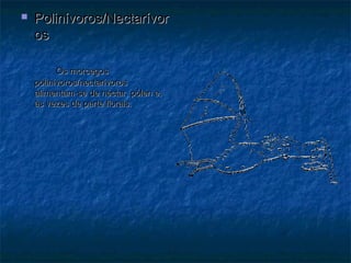    Polinívoros/Nectarívor
    os

          Os morcegos
    polinívoros/nectarívoros
    alimentam-se de néctar, pólen e,
    às vezes de parte florais.
 