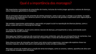 Qual é a importância dos morcegos?
São importantes controladores de populações de insetos, inclusive de muitas pragas agrícolas e vetores de doenças,
como mariposas, gafanhotos e mosquitos;
São os principais dispersores de sementes de plantas pioneiras, como a cava-cava, a vitinga e a jurubeba, na região
Neotropical (correspondente à América Latina e sul dos EUA), portanto são grandes responsáveis pela regeneração e
manutenção das florestas;
São também importantes polinizadores, exercendo um papel crucial na reprodução de diversas plantas, como o
pequi, a pata-de-vaca e o maracujá-da-restinga;
Em ambientes selvagens, atuam como vetores naturais de doenças, principalmente a raiva, controlando assim
populações de outros animais;
Morcegos que habitam cavernas são essenciais para esses ambientes, pois são sua principal fonte de nutrientes. Isso
porque eles buscam comida fora das cavernas e trazem fezes e restos de alimento para dentro delas;
Pelos diversos tipos de interações que fazem com vários outros organismos, morcegos são espécies-chave nas
florestas tropicais, sendo vitais para a manutenção de muitos serviços ambientais;
Morcegos servem de modelo para a criação de várias tecnologias, como os sonares, radares, aparelhos de ultra-som
e até mesmo remédios para circulação.
 