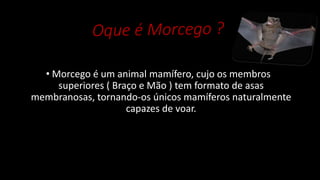 • Morcego é um animal mamífero, cujo os membros
superiores ( Braço e Mão ) tem formato de asas
membranosas, tornando-os únicos mamíferos naturalmente
capazes de voar.
 