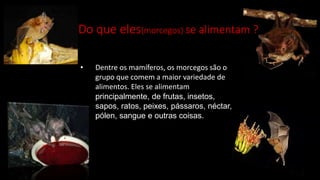 • Dentre os mamíferos, os morcegos são o
grupo que comem a maior variedade de
alimentos. Eles se alimentam
principalmente, de frutas, insetos,
sapos, ratos, peixes, pássaros, néctar,
pólen, sangue e outras coisas.
Do que eles(morcegos) se alimentam ?
 