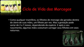 Ciclo de Vida dos Morcegos
• Como qualquer mamífero, os filhotes de morcego são gerados dentro
do útero de suas mães, um filhote por vez. Mas a gestação pode
variar de 2 a 7 meses, dependendo da espécie. E após o seu
nascimento, algumas mães costumam carregar seus filhotes em voos
noturnos.
 