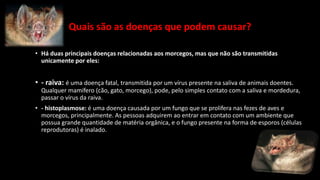 Quais são as doenças que podem causar?
• Há duas principais doenças relacionadas aos morcegos, mas que não são transmitidas
unicamente por eles:
• - raiva: é uma doença fatal, transmitida por um vírus presente na saliva de animais doentes.
Qualquer mamífero (cão, gato, morcego), pode, pelo simples contato com a saliva e mordedura,
passar o vírus da raiva.
• - histoplasmose: é uma doença causada por um fungo que se prolifera nas fezes de aves e
morcegos, principalmente. As pessoas adquirem ao entrar em contato com um ambiente que
possua grande quantidade de matéria orgânica, e o fungo presente na forma de esporos (células
reprodutoras) é inalado.
 