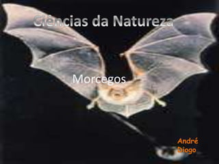 Morcegos
André
Diogo
 