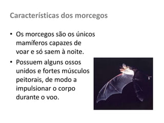 Características dos morcegos

• Os morcegos são os únicos
  mamíferos capazes de
  voar e só saem à noite.
• Possuem alguns ossos
  unidos e fortes músculos
  peitorais, de modo a
  impulsionar o corpo
  durante o voo.
 