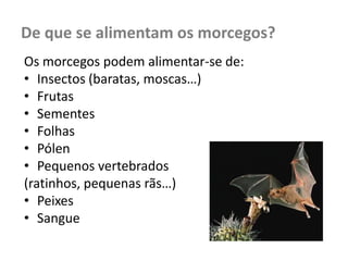 De que se alimentam os morcegos?
Os morcegos podem alimentar-se de:
• Insectos (baratas, moscas…)
• Frutas
• Sementes
• Folhas
• Pólen
• Pequenos vertebrados
(ratinhos, pequenas rãs…)
• Peixes
• Sangue
 