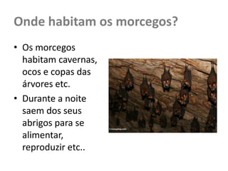 Onde habitam os morcegos?
• Os morcegos
  habitam cavernas,
  ocos e copas das
  árvores etc.
• Durante a noite
  saem dos seus
  abrigos para se
  alimentar,
  reproduzir etc..
 