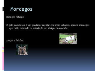 Morcegos
Inimigos naturais


O gato doméstico é um predador regular em áreas urbanas, apanha morcegos
   que estão entrando ou saindo de um abrigo, ou no chão.



corujas e falcões.
 