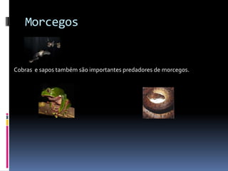 Morcegos


Cobras e sapos também são importantes predadores de morcegos.
 