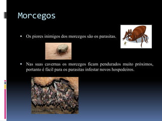 Morcegos

 Os piores inimigos dos morcegos são os parasitas.




 Nas suas cavernas os morcegos ficam pendurados muito próximos,
   portanto é fácil para os parasitas infestar novos hospedeiros.
 