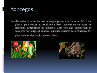 Morcegos

Na dispersão de sementes os morcegos pegam em frutos de diferentes
  plantas para comer e, ao fazerem isso, ingerem ou carregam as
  sementes, dependendo do tamanho. Com isso eles transportam as
  sementes por longas distâncias, ajudando também na reprodução das
   plantas e na colonização de novas áreas.
 