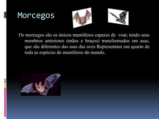 Morcegos

Os morcegos são os únicos mamíferos capazes de voar, tendo seus
  membros anteriores (mãos e braços) transformados em asas,
  que são diferentes das asas das aves Representam um quarto de
  toda as espécies de mamíferos do mundo.
 