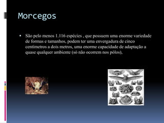 Morcegos

 São pelo menos 1.116 espécies , que possuem uma enorme variedade
   de formas e tamanhos, podem ter uma envergadura de cinco
   centímetros a dois metros, uma enorme capacidade de adaptação a
   quase qualquer ambiente (só não ocorrem nos pólos),
 