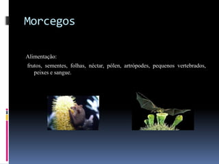 Morcegos

Alimentação:
frutos, sementes, folhas, néctar, pólen, artrópodes, pequenos vertebrados,
   peixes e sangue.
 