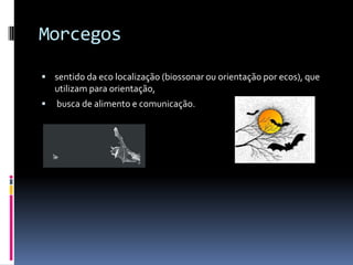 Morcegos

 sentido da eco localização (biossonar ou orientação por ecos), que
    utilizam para orientação,
   busca de alimento e comunicação.
 