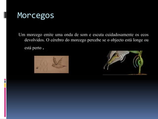 Morcegos

Um morcego emite uma onda de som e escuta cuidadosamente os ecos
  devolvidos. O cérebro do morcego percebe se o objecto está longe ou
   está perto .
 