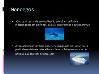 Morcegos

    Outros sistemas de ecolocalização evoluíram de forma
    independente em golfinhos, baleias, andorinhões e outros animais




 A ecolocalização também pode ser chamada de biossonar, pois a
    partir desse sistema natural foram desenvolvidos os sonares de
    navios e os aparelhos de ultra-som.
 