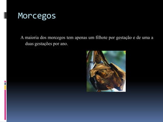 Morcegos

A maioria dos morcegos tem apenas um filhote por gestação e de uma a
  duas gestações por ano.
 