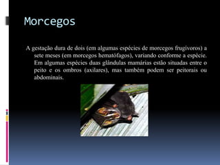 Morcegos

A gestação dura de dois (em algumas espécies de morcegos frugívoros) a
   sete meses (em morcegos hematófagos), variando conforme a espécie.
   Em algumas espécies duas glândulas mamárias estão situadas entre o
   peito e os ombros (axilares), mas também podem ser peitorais ou
   abdominais.
 