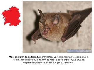 Morcego grande de ferradura (Rhinolophus ferrumequinum). Mide de 56 a
  71 mm, máis outros 30 a 40 mm de rabo, e pesa entre 14,5 e 31,5 gr.
           Atópase amplamente distribuído por toda Galicia.
 