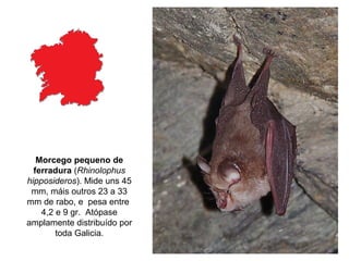 Morcego pequeno de
  ferradura (Rhinolophus
hipposideros). Mide uns 45
 mm, máis outros 23 a 33
mm de rabo, e pesa entre
    4,2 e 9 gr. Atópase
amplamente distribuído por
        toda Galicia.
 