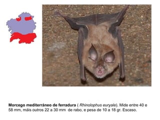 Morcego mediterráneo de ferradura ( Rhinolophus euryale). Mide entre 40 e
58 mm, máis outros 22 a 30 mm de rabo, e pesa de 10 a 18 gr. Escaso.
 