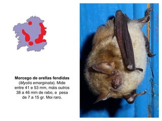 Morcego de orellas fendidas
  (Myotis emarginata). Mide
entre 41 e 53 mm, máis outros
 38 a 46 mm de rabo, e pesa
    de 7 a 15 gr. Moi raro.
 