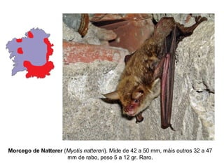Morcego de Natterer (Myotis nattereri). Mide de 42 a 50 mm, máis outros 32 a 47
                     mm de rabo, peso 5 a 12 gr. Raro.
 