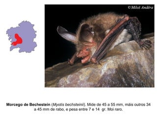 Morcego de Bechestein (Myotis bechsteinii). Mide de 45 a 55 mm, máis outros 34
             a 45 mm de rabo, e pesa entre 7 e 14 gr. Moi raro.
 