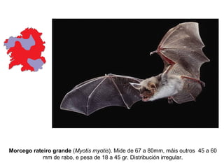 Morcego rateiro grande (Myotis myotis). Mide de 67 a 80mm, máis outros 45 a 60
            mm de rabo, e pesa de 18 a 45 gr. Distribución irregular.
 
