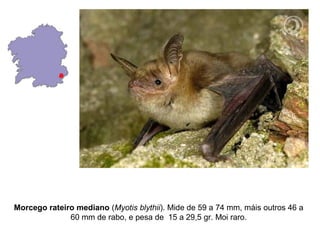 Morcego rateiro mediano (Myotis blythii). Mide de 59 a 74 mm, máis outros 46 a
              60 mm de rabo, e pesa de 15 a 29,5 gr. Moi raro.
 