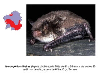 Morcego das ribeiras (Myotis daubentonii). Mide de 41 a 55 mm, máis outros 30
              a 44 mm de rabo, e pesa de 6,5 a 15 gr. Escaso.
 